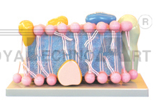 The model of cell membrane (1part)